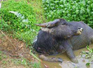 たろうの湯