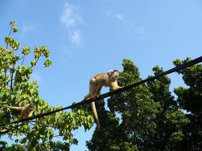 リスザル　空を渡る