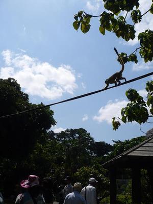 リスザル　空を渡る