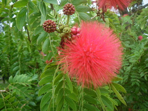 ぱふぱふの花
