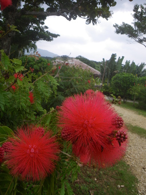 ぱふぱふの花
