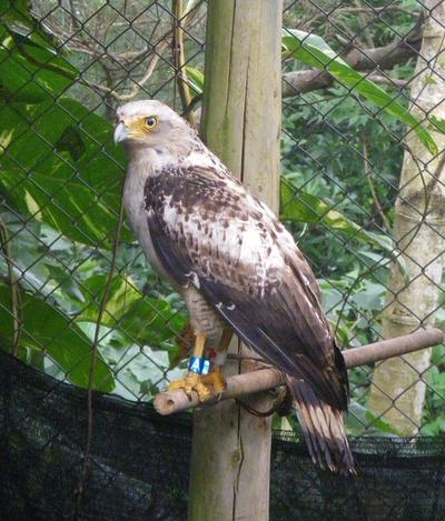 カンムリワシ放鳥会のお知らせ