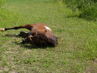 回転・・・・リスザル　ａｎｄ　馬