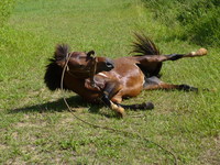 回転・・・・リスザル　ａｎｄ　馬
