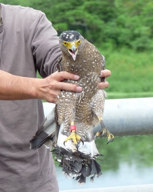 飛んだ！！カンムリワシ放鳥