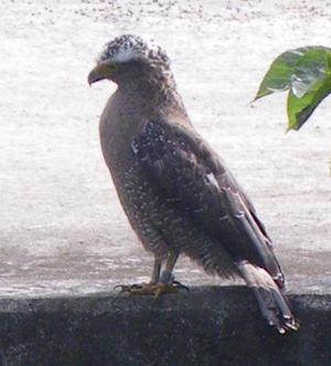 カンムリワシに注意