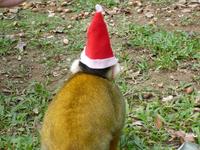 南の島のクリスマス