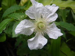 イチゴの花