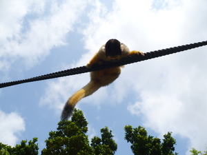 リスザル　空を渡る