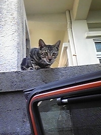 ＊ねこ＊ 2011/09/22 10:12:33