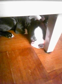 ＊いぬ＊ 2011/09/22 10:21:05