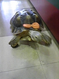 ＊カメ＊ 2011/10/11 21:24:29
