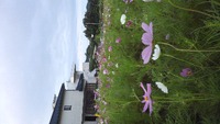 ＊コスモス＊ 2012/05/24 10:42:12