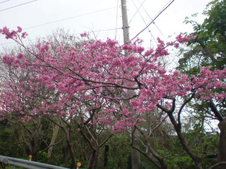 桜みてきました