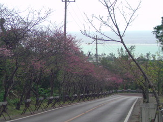 桜みてきました