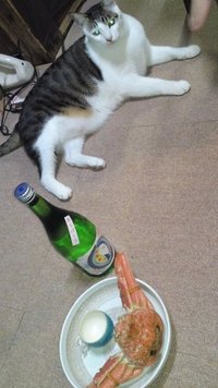 カニはうまい 2011/01/19 08:11:32