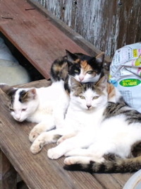 ねこ日和 2011/12/28 14:40:56