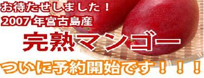 宮古島完熟マンゴー園