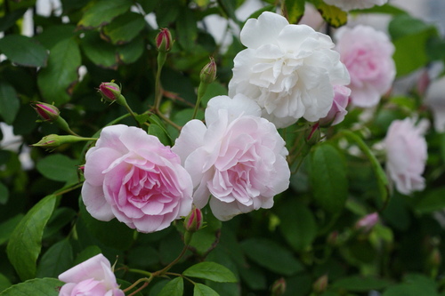 ピンク色の花滝は優しい水の流れのようです。