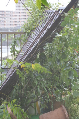 台風18号 事件でした ガーデニング ルーフバルコニー