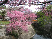 春のかおり・・・・ 2010/02/10 20:54:55