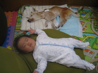 きゃべつ１つ５００円。 2011/03/18 22:06:51