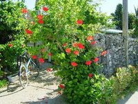 arch of a flower。(竹富島)