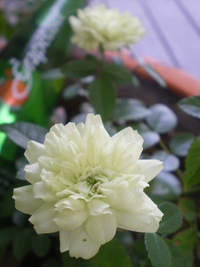 咲いた♪咲いた♪ 2011/06/10 18:05:36