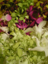 Tropical Flowers 2011/06/26 01:11:04