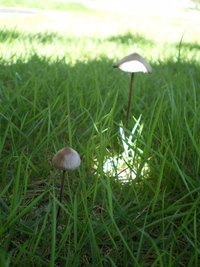 キノコくん 2011/07/28 12:54:40