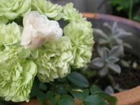 FLOWERS☆ 2011/10/22 16:31:55