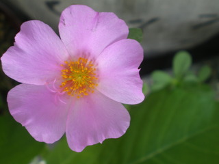 FLOWERS☆
