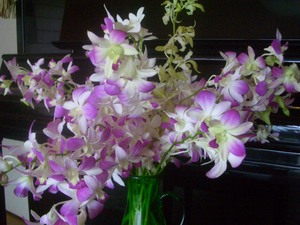 沖繩の花だより