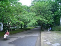 獨協医大の桜並木