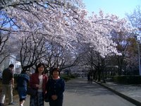 獨協医大の桜並木