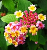 気長に待つ☆ 2011/12/11 15:57:32