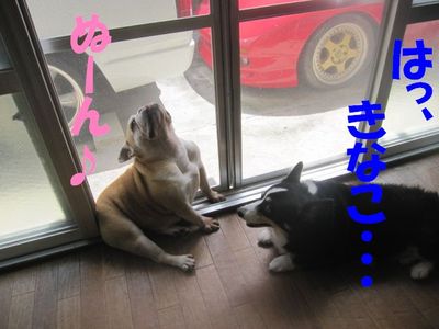 三匹のきもち
