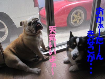 三匹のきもち