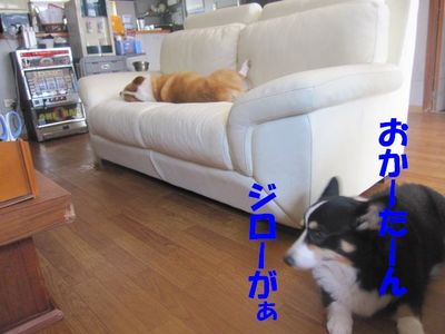 三匹のきもち