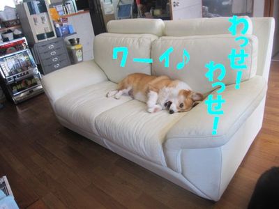 三匹のきもち