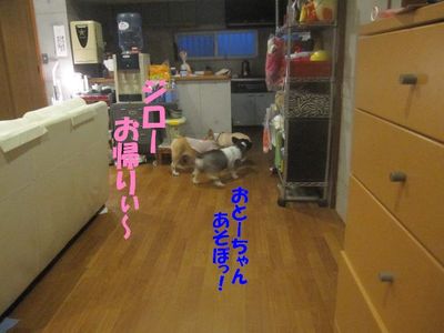 お帰り次郎v(*-^*)ゞ・ﾟ☆ﾌﾞｲ