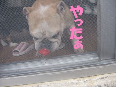 ボールへの執着