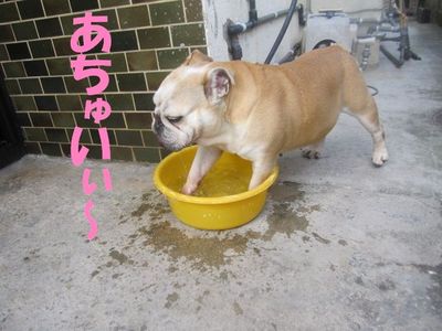 三匹のきもち
