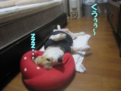 お帰り次郎v(*-^*)ゞ・ﾟ☆ﾌﾞｲ
