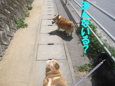 三匹のきもち