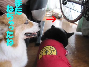 きなこダウン・・・