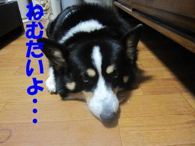明日遊ぼうね