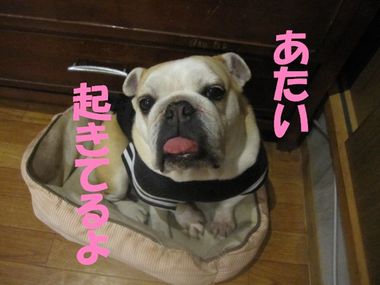 明日遊ぼうね