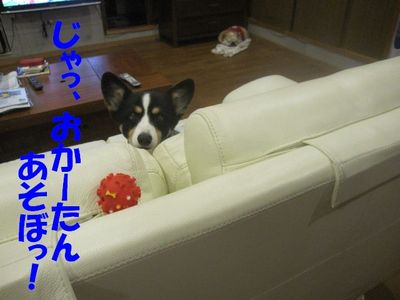 お帰り次郎v(*-^*)ゞ・ﾟ☆ﾌﾞｲ