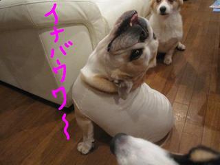 怒らないでぇ